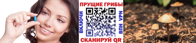 дарнет шоп  Нефтекумск  Галлюциногенные грибы прущие грибы 