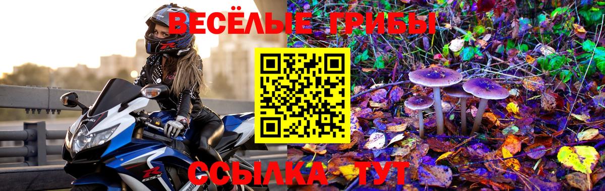 Псилоцибиновые грибы Psilocybe Нефтекумск